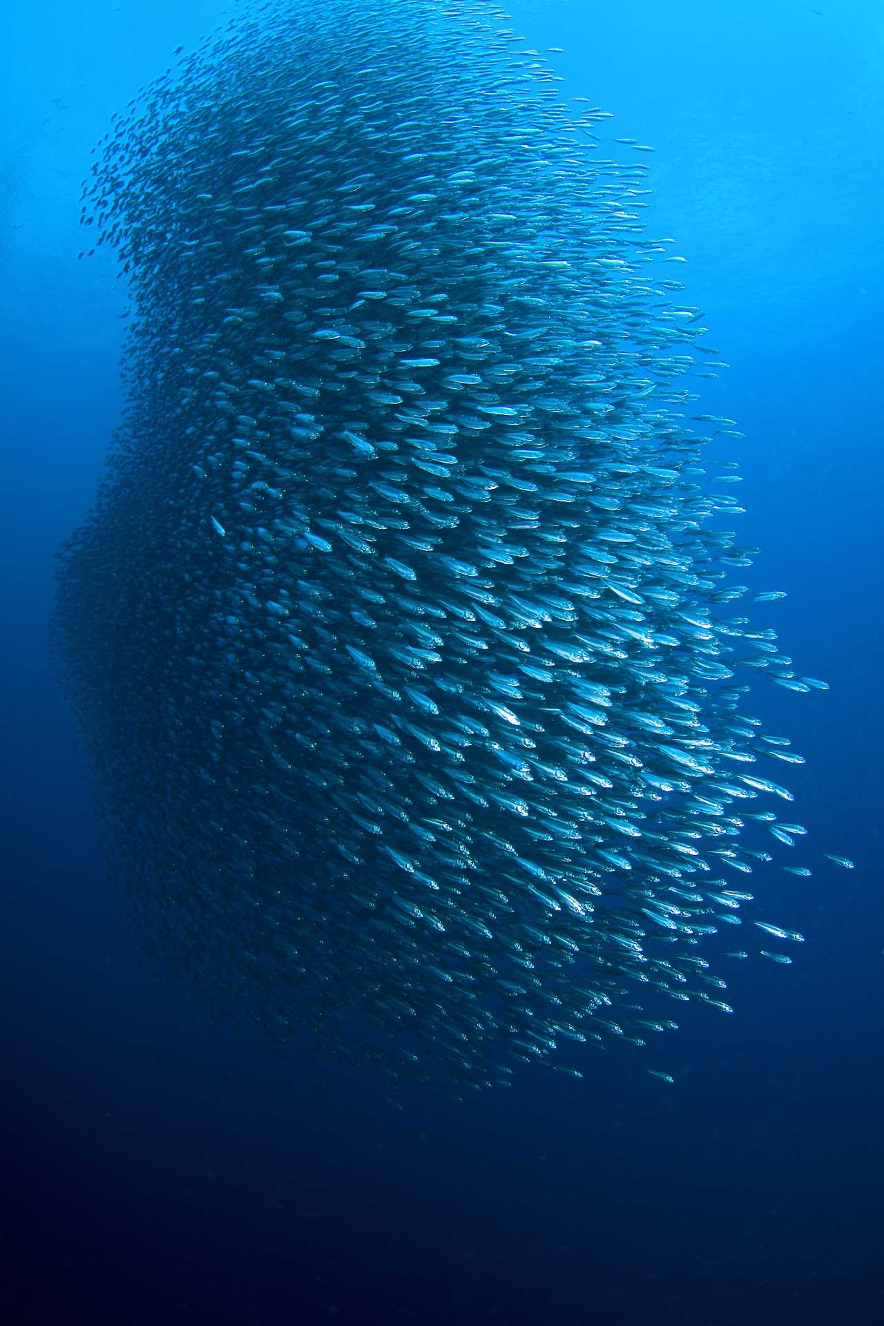 Image via Shpatak / Shutterstock