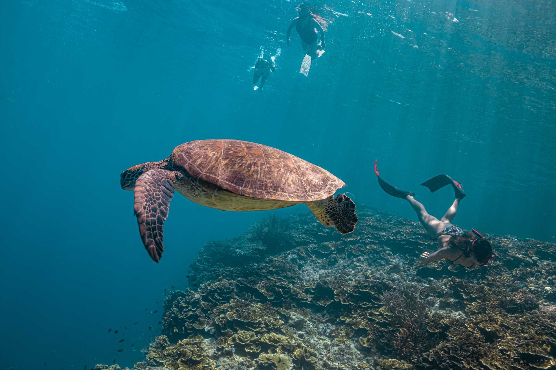 Image via SaltedLife / Shutterstock