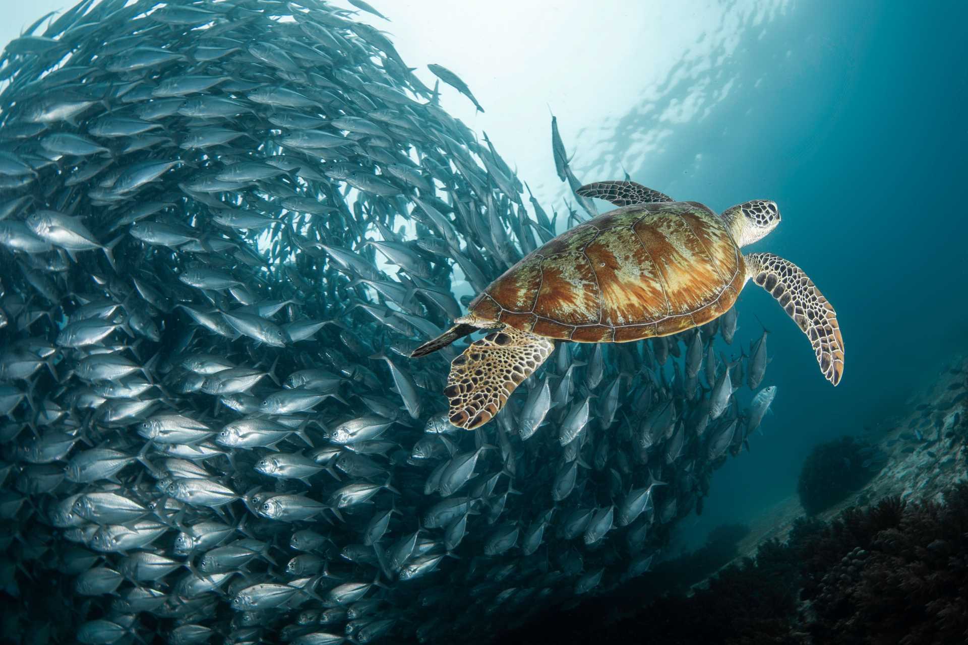 Image via Carlo Valenzuela / Shutterstock