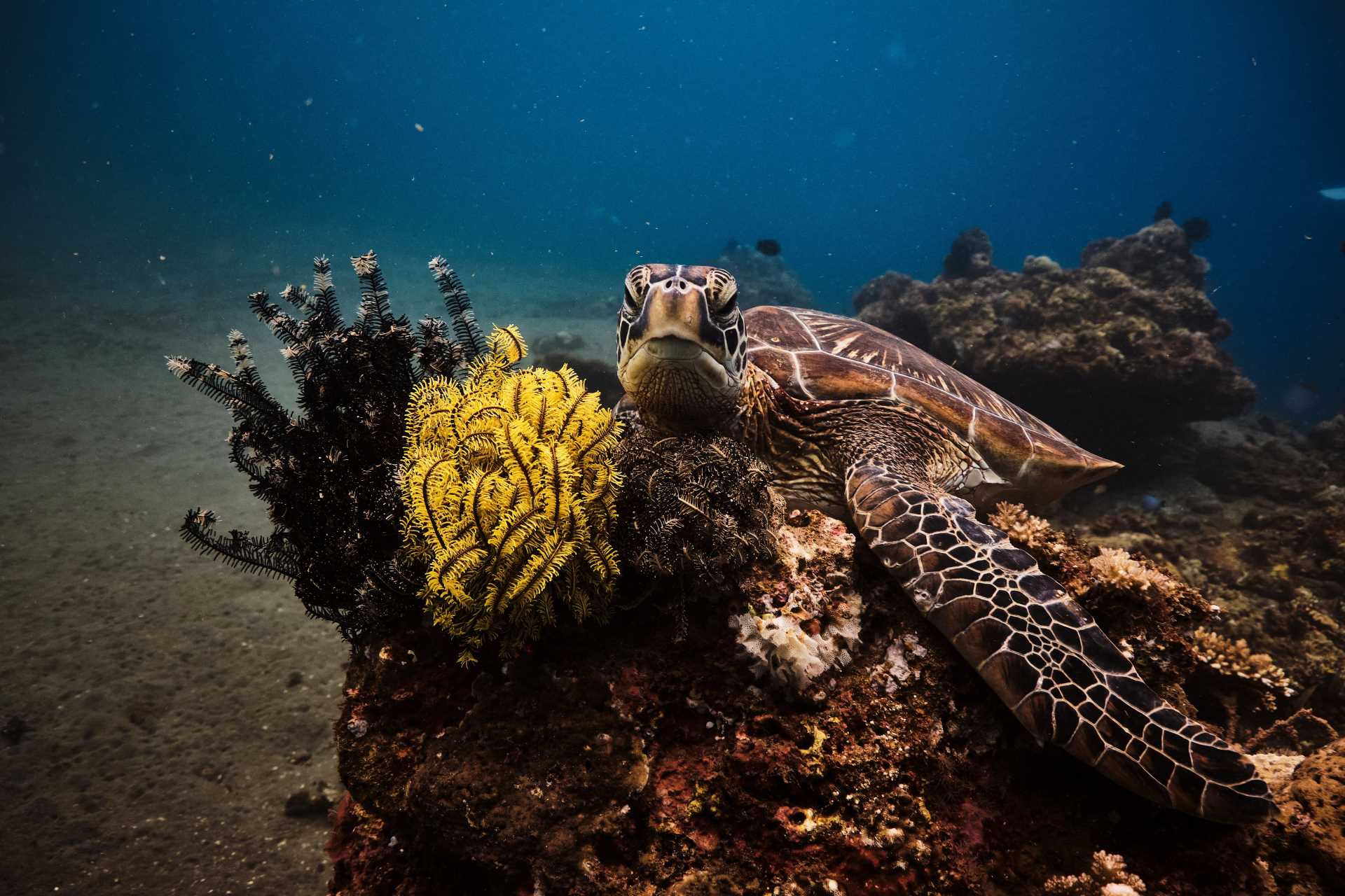 Image via Gianni Orsatti / Shutterstock