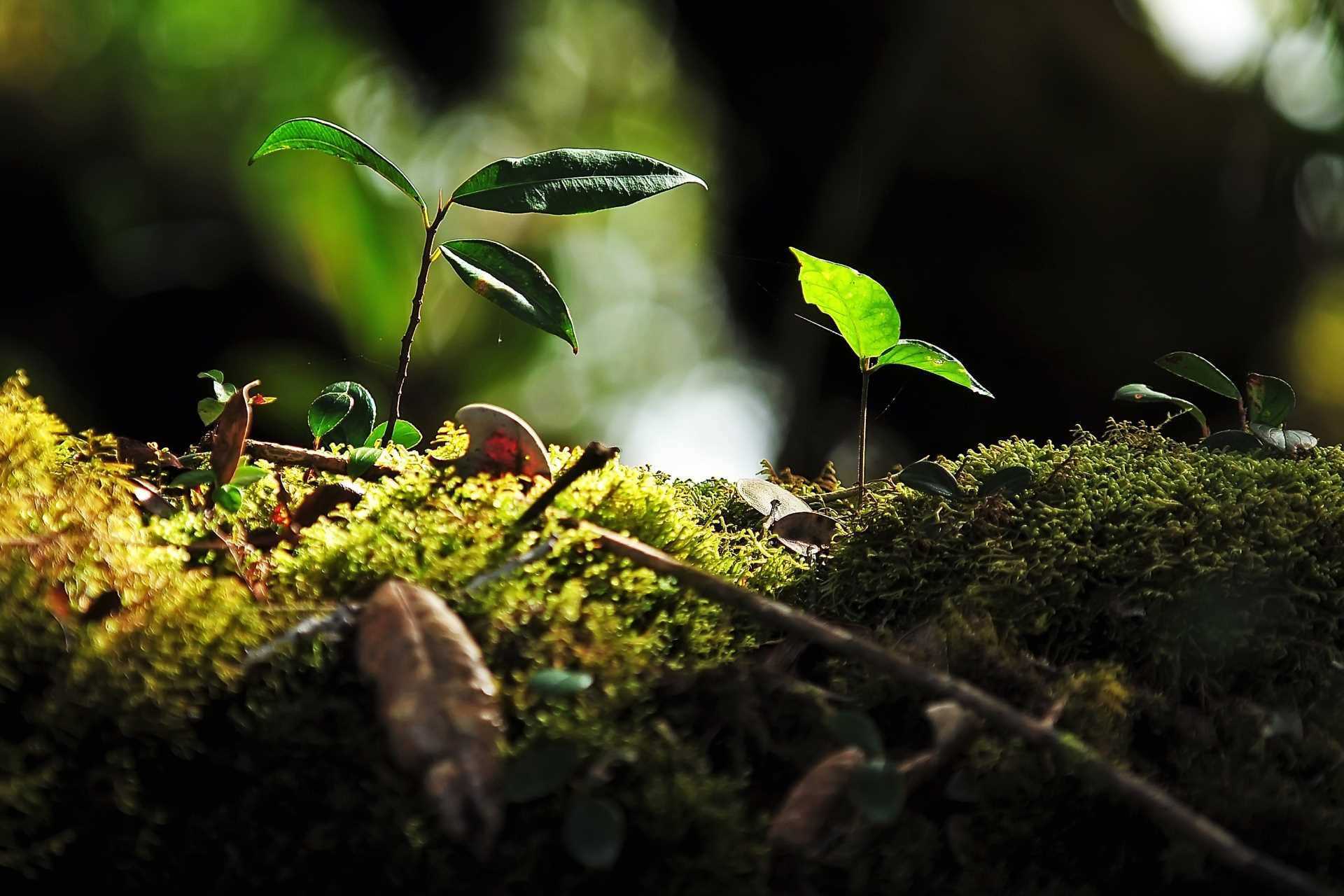 Image via Nublee bin Shamsu Bahar / Shutterstock